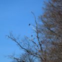 Two Osprey